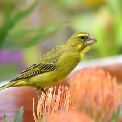 Plettenberg Bay, Western Cape - October 2025