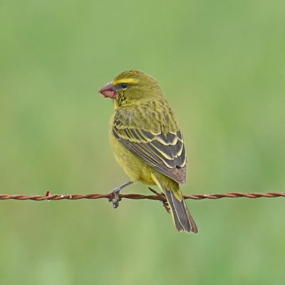 Uplands, Plettenberg Bay, Western Cape - August 2021