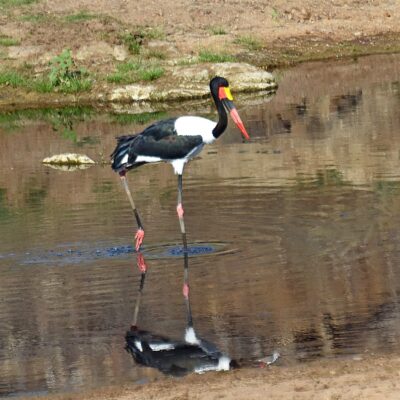 Shingwedzi, Kruger National Park, November 2025