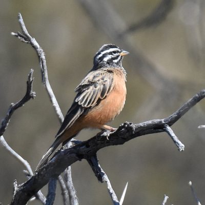 Mountain Zebra National Park, Eastern Cape , South Africa - 13 July 2022