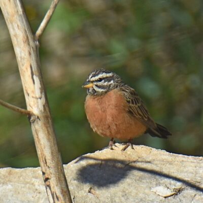 White Horse dam, Plettenberg Bay, Western Cape - May 2024