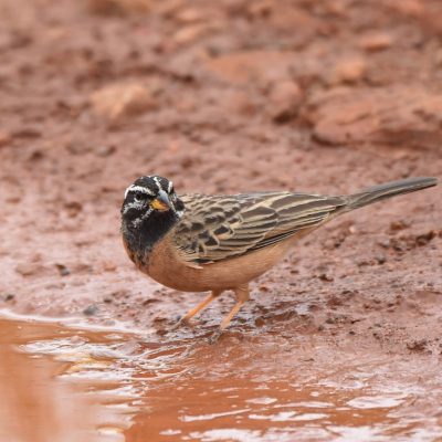 Rietvlei Nature Reserve, Gauteng, South Africa - 8 January 2020