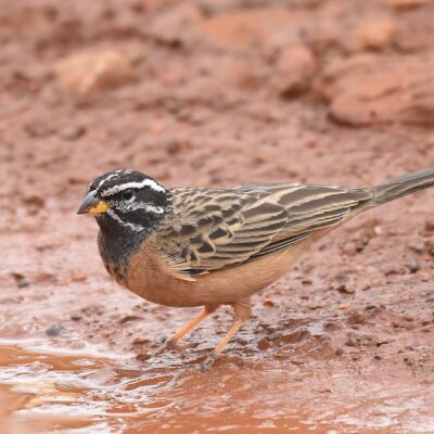 Rietvlei Nature Reserve, Gauteng - January 2021  
