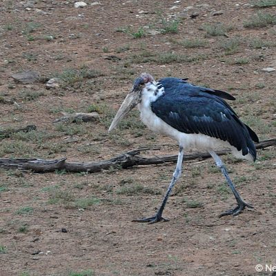 Pilanesberg National Park,  December 2012
