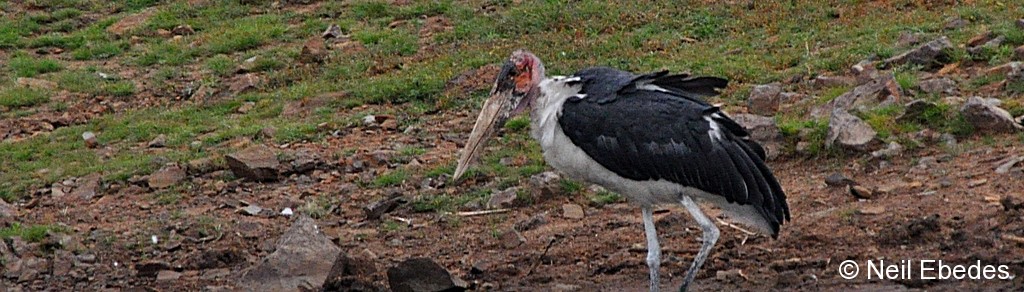 Stork, Marabou