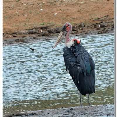 Pilanesberg National Park,  December 2012
