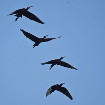 Sterkfontein Estates, Gauteng - February 2024