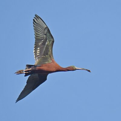 Sterkfontein Estates, Gauteng - February 2024