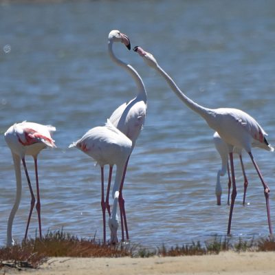 Paradise Beach, Jeffreys Bay Eastern Cape January 2021