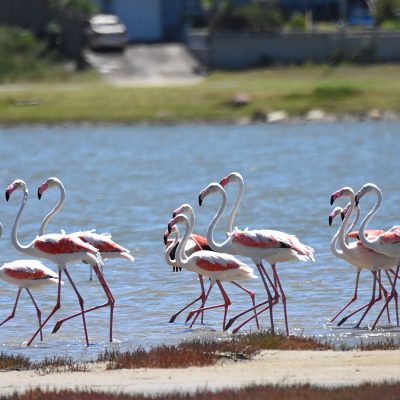 Paradise Beach Jeffreys Bay Eastern Cape  January 2021
