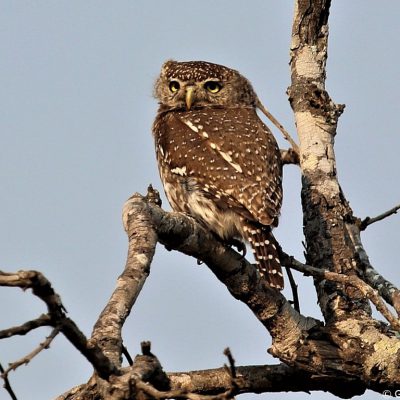 Biyamiti camp, Kruger National Park - September 2018