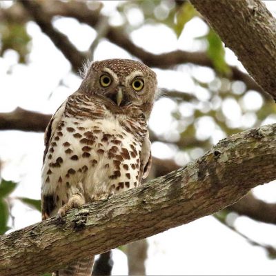 Biyamiti camp, Kruger National Park - September 2018
