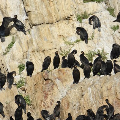 Knysna pelagic, March 2022