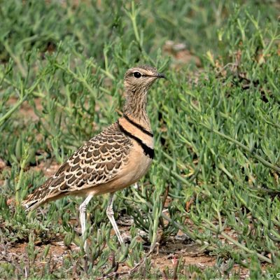 Calvinia area, Northern Cape Province, South Africa - January 2014
