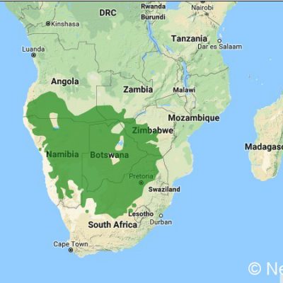 (ref: http://datazone.birdlife.org)