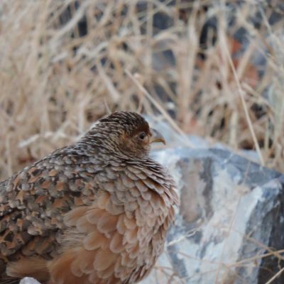 Dolomite - Etosha National Park, Namibia