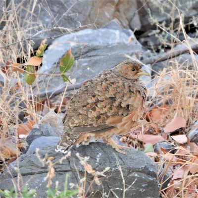 Dolomite - Etosha National Park, Namibia