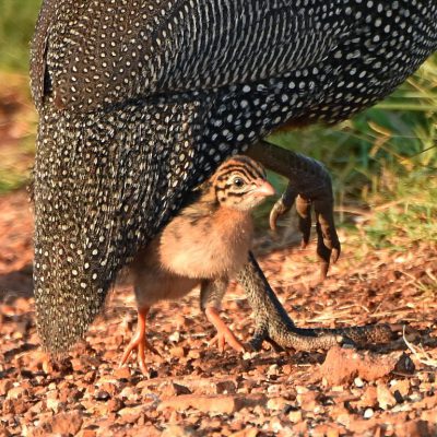 Rietvlei Nature Reserve, Tshwane - 10 January 2020