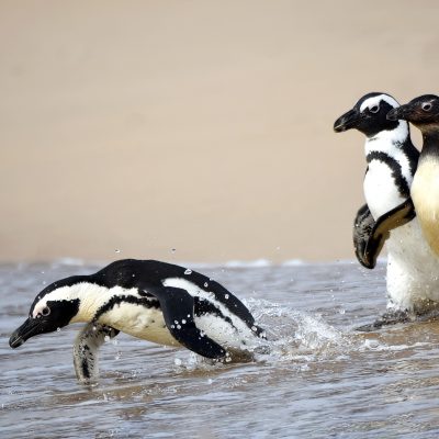These Penguins were rehabilitated and released on the 20th March 2021 in Plettenberg Bay South Africa.
