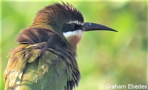 Bee-eater, Olive