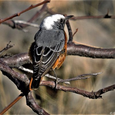 Etosha National Park, Namibia