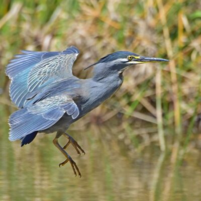 Walter Sisulu Botanical gardens, Gauteng - 2016