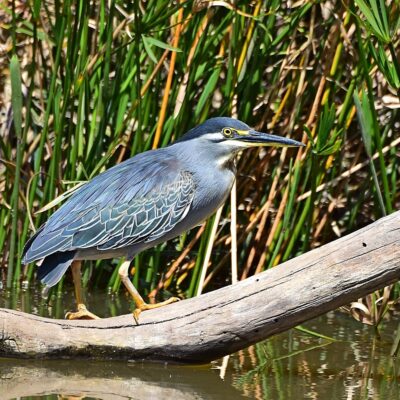 Walter Sisulu Botanical gardens, Gauteng - 2016