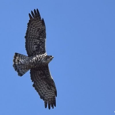 Weskoppies Hospital - Pretoria, November 2015