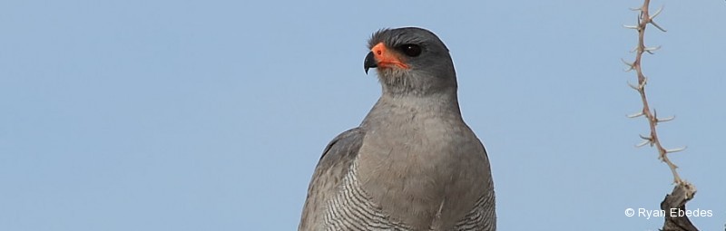 Goshawk, Southern Pale Chanting