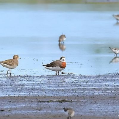 Mkhombo Dam,  Jan 2016