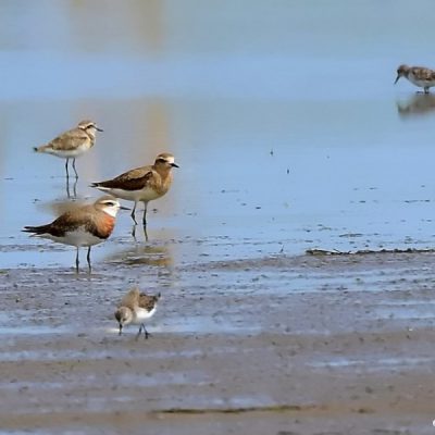 Mkhombo dam,  Jan 2016