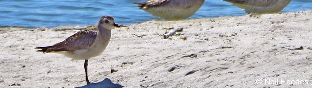 Plover, American Golden
