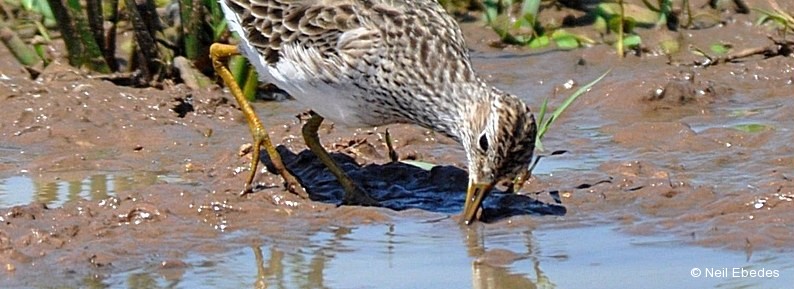 Sandpiper, Pectoral