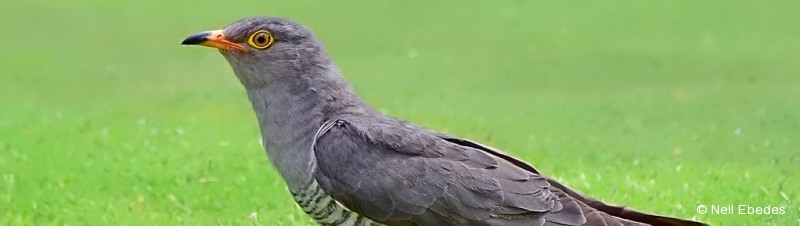 Cuckoo, African