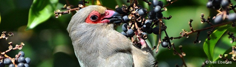 Mousebird, Red-faced