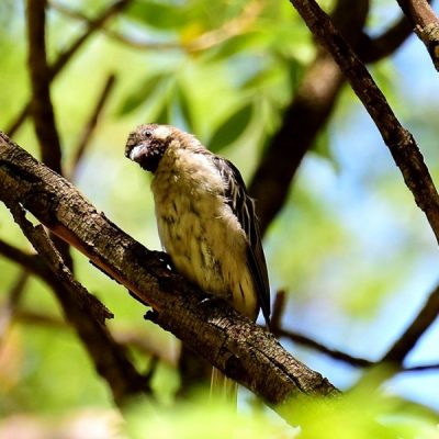 Zwartkop Country Club, Gauteng 10th tee, January 2016, this photo just preceded it's attempt to 'guide' me down the 10th fairway under the canopy of trees to the 17th green where a beehive had been installed just outside the boundary of the course.
