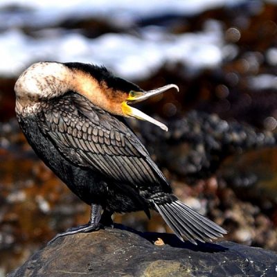 Cape Town,  August  2011