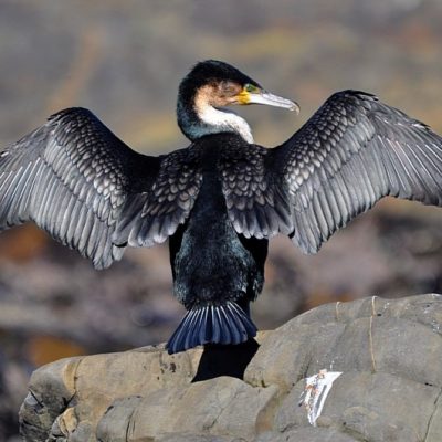 Cape Town,  August  2011