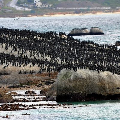 Boulders, Cape Town - June 2012