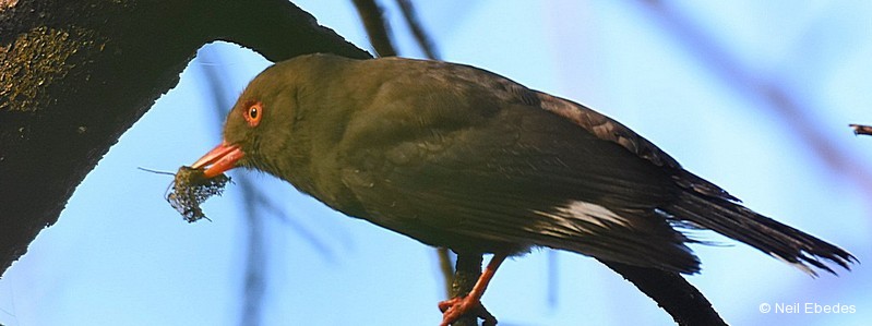 Helmet-shrike, Retz’s