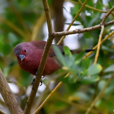 Platjan Lodge, Zimbabwe - December 2017