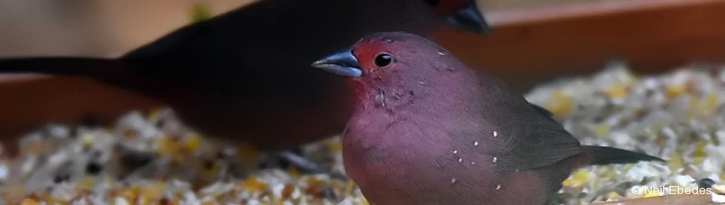 Firefinch, Jameson’s