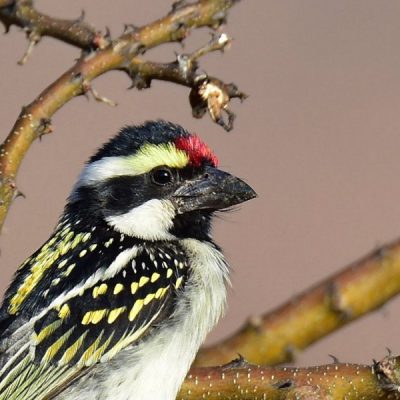 Witsand, Western Cape - December 2015