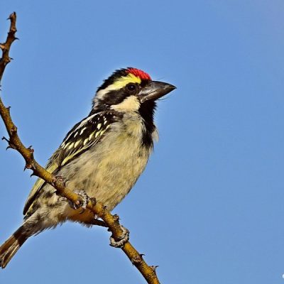 Witsand, Western Cape - December 2015