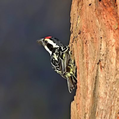 Witsand, Western Cape - December 2015