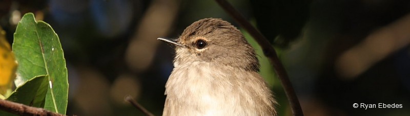 Flycatcher, African Dusky