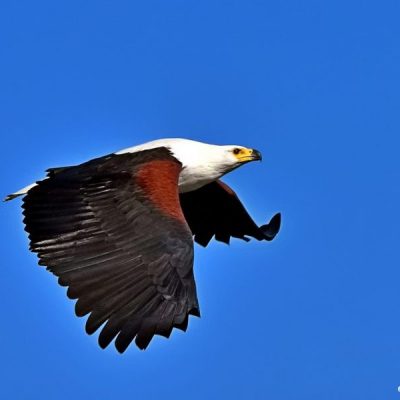 Kruger National Park,  June 2016