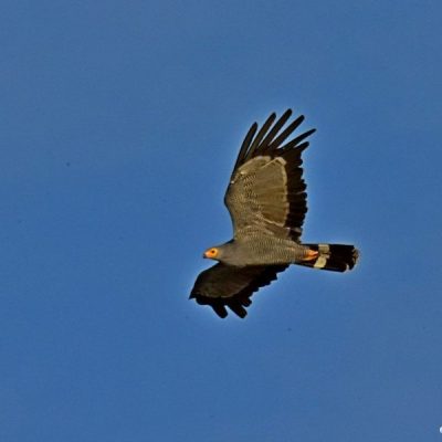 Caprivi House-boat  Safari Lodge,  Katima Mulilo 21 April 2016