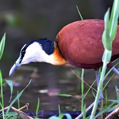 Darvill bird sanctuary,  Pietermaritzburg,  21 April 2016