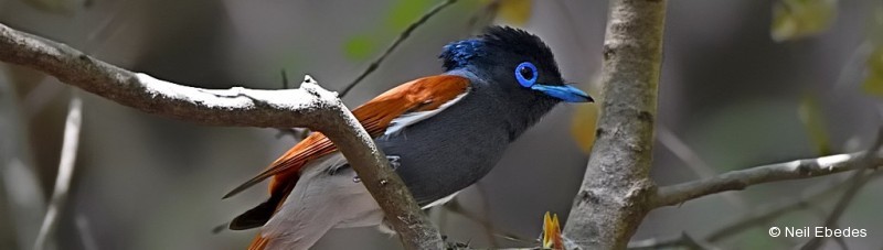 Flycatcher, African Paradise